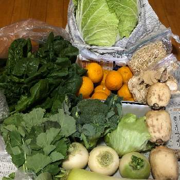 ハス,白菜,ノラボウナ、青梗菜,ユズ,切干しの画像