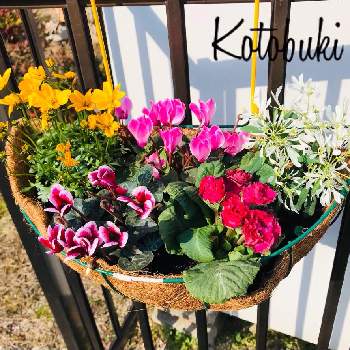バラ咲きジュリアン いちごのミルフィーユの画像 by Kotobukiさん | 小さな庭とユーフォルビア 白雪姫とガーデンシクラメン・ゴブレットとお庭のしくらめんとバラ咲きジュリアン いちごのミルフィーユとビデンス ハッピーエンパイアと寄せ植え