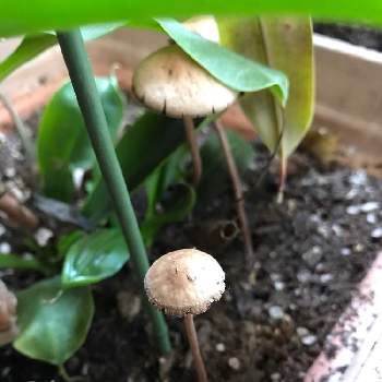 コガネキヌカラカサタケの投稿画像一覧 Greensnap グリーンスナップ