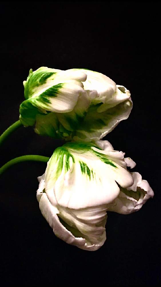 チューリップの投稿画像 By ルビーさん 春のお花と切花と切り花を楽しむと花のある生活と季節の花と今日の一枚と美しいと花のある暮らしとかわいいと白い花と 切り花とグリーン 21月12月22日 Greensnap グリーンスナップ