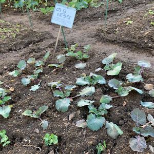 冬野菜,畑の画像