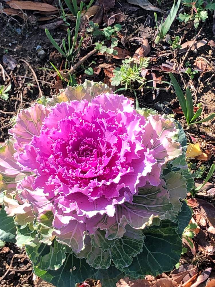 花キャベツ 花甘藍 の投稿画像 By ぴかこさん 21月12月22日 Greensnap グリーンスナップ Greensnap グリーンスナップ