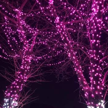 クリスマスイルミネーションの画像 by mimozaさん | お出かけ先と東武動物公園のイルミネーションとクリスマスとイルミネーションとクリスマスイルミネーション