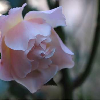 バラ ラマリエの投稿画像一覧 Greensnap グリーンスナップ