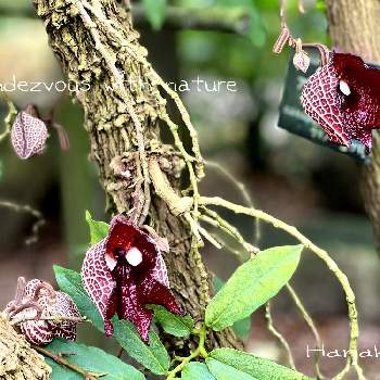 アリストロキア サルバドレンシスの画像 by ハナコさん | お出かけ先とアリストロキア サルバドレンシスと観葉植物と京都府立植物園と珍しい植物