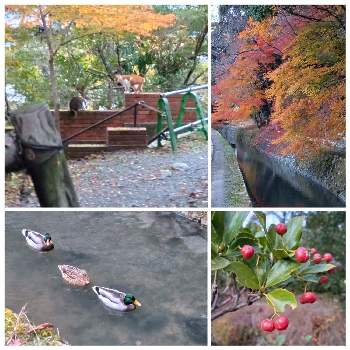 秋色の画像 by piacereさん | お出かけ先とマサキと秋色と夕暮れ時とニャンニャン祭りと水辺の水曜日