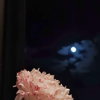 月と植物の画像 by はちみつ☆さん | 窓辺とラナンキュラスと空ととキュンキュン乙女倶楽部と月と植物とわれら17年組