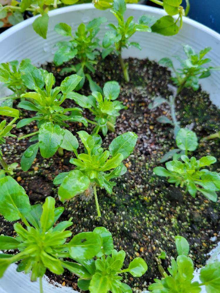 🌱挿し芽&挿し木🌱でふやそう🙋｜🍀GreenSnap（グリーンスナップ）