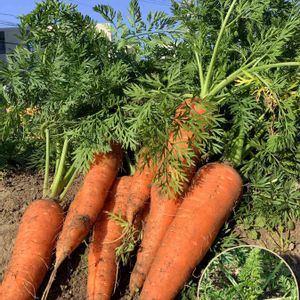 人参,いつもありがとう♡,冬野菜,野菜作り,人参の葉っぱの画像