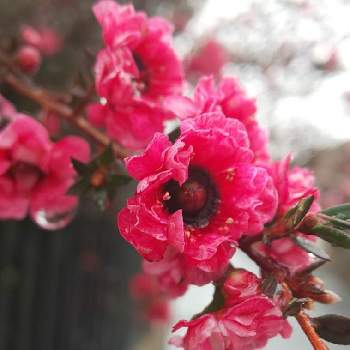 しずく＊の画像 by オリーブの葉さん | ギョリュウバイとしずくと今日のお花とおでかけ先と赤いお花＊としずく＊と赤い魅惑