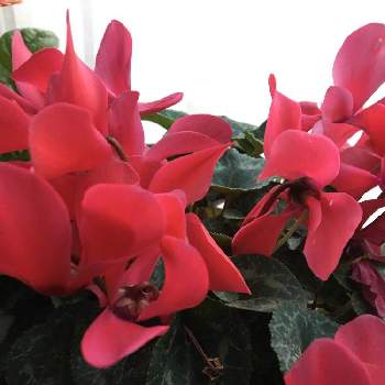 室内花の投稿画像一覧 Greensnap グリーンスナップ