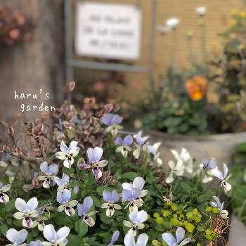 リーフ好きﻌﻌ♥の画像 by はる♪さん | 小花会とROKA'S ビオラ 〜とおうち園芸とガーデニングと「パンジー&ビオラ」コンテストとリーフ好きﻌﻌ♥とブルーウイングスと花のある暮らしとはるビオラ　2021とブルーとパープルのお花♪♪