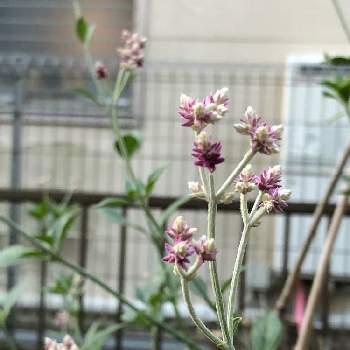 アルテルナンテラ アルテミスの投稿画像一覧 Greensnap グリーンスナップ