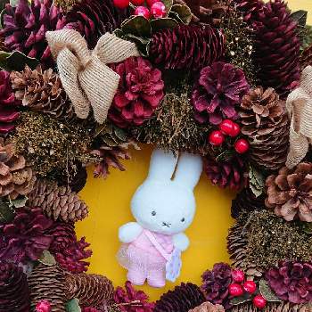 クリスマス リースの投稿画像一覧 Greensnap グリーンスナップ