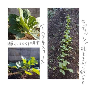 ラディッシュ,ロマネスコ,冬野菜,野菜作り,家庭菜園の画像