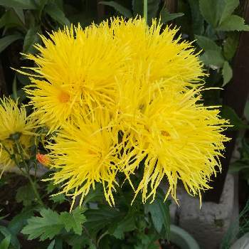 サガギクの投稿画像一覧 Greensnap グリーンスナップ