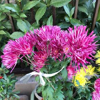 サガギクの投稿画像一覧 Greensnap グリーンスナップ