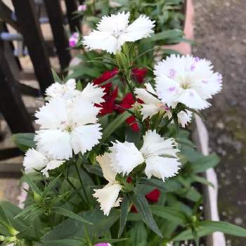 テルスターの投稿画像一覧 Greensnap グリーンスナップ