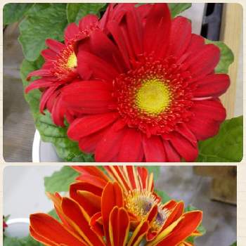 色々な色の画像 by ノッコちゃんさん | 玄関とガーベラと可憐な花と大切な癒やしと可愛い❤と可愛い花と色々な色とおきにいり ♡と大好きなお花♡と鉢植えと花のある暮らし