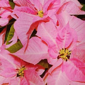 今日の気分の画像 by らなたんさん | お出かけ先とプリンセチアとピンクのお花とおめでとう♡とカラーリーフ大好きと今日の気分とクリスマスといつもありがとう