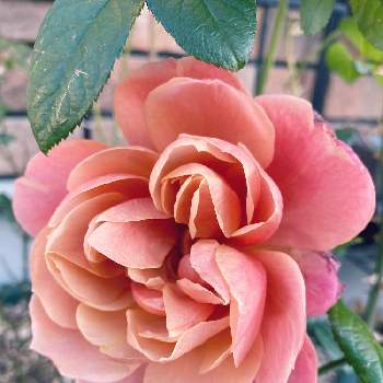 ドリュの画像 by なおさん | 小さな庭とバラ　ピンクビンテージと植物愛がとまらないとよろしくお願いしますとばら バラ 薔薇と毎日ローズショーと薔薇に魅せられてとマイガーデンとピンク❤︎ピンクと大好きと小さな花壇とおうち園芸と植中毒とドリュと可愛いとガーデニングとバラが好きと花のある暮らしとバラ・ミニバラと小庭とバラを楽しむ