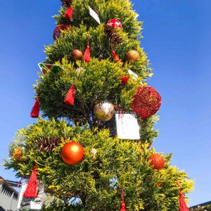 クリスマス,青空,iPhone撮影,屋上庭園の画像