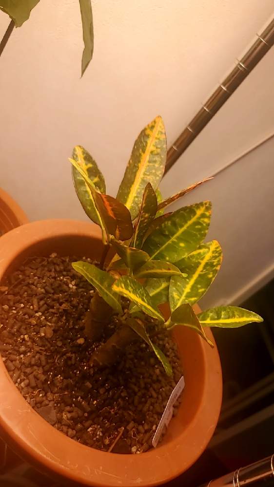 クロトン記録 Greensnap グリーンスナップ クロトン記録 Greensnap グリーンスナップ