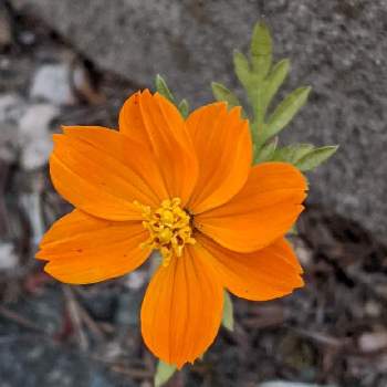 キバナコスモスのお花の画像 by もぐjuhさん | 広い庭とマリーゴールド♬とプランターと花色と葉っぱとお顔がこんにちはとGoogle Pixel5と橙色のお花とキバナコスモスのお花と花いろいろと君も花が好きなのか