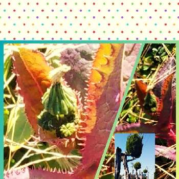 午後の日差しの画像 by sumiko87さん | お出かけ先とノゲシ？オニノゲシ？と植物のある暮らしと皆様との繋がりに感謝♡と美しく輝いてましたと午後の日差しと空き地の草花と沿道