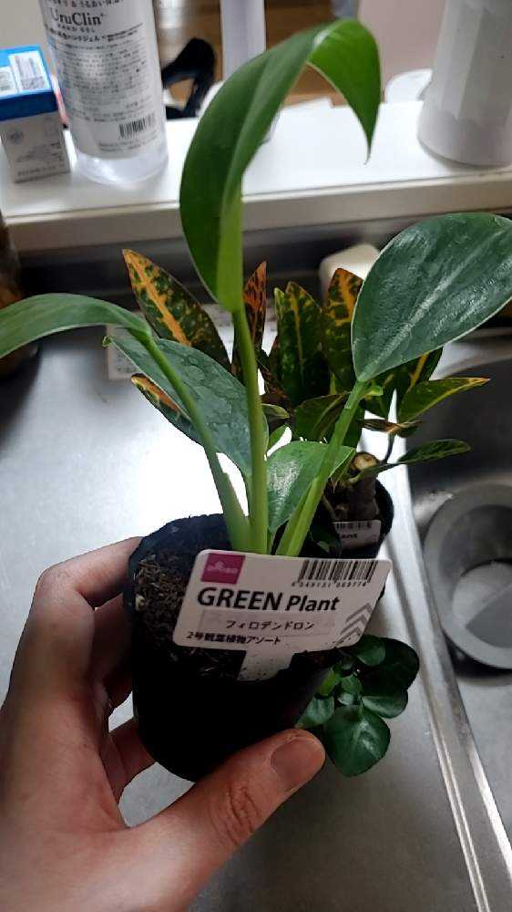 フィロデンドロン記録｜🍀GreenSnap（グリーンスナップ）