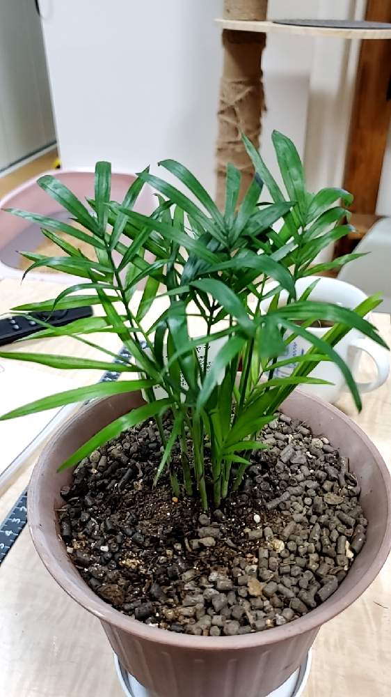 テーブルヤシ記録 Greensnap グリーンスナップ