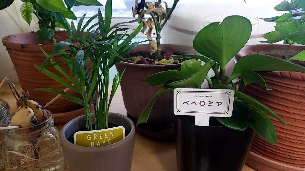 テーブルヤシ記録 Greensnap グリーンスナップ