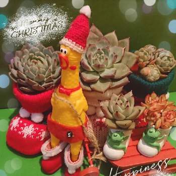 チキンでクリスマスの画像 by syamunekoさん | 小さな庭と丸葉ラタムとエケベリア アルケインとトパーズとカヴァティとクリームベリーとクリスマス月間とｷﾓｶﾜ倶楽部とリエール苗とチキンでクリスマスとにぃさんの日と猫大好き‼とつながりに感謝とかわちいとこっそりにぃさんチキンとクリスマスと業務提携とsyamuの編み編みとsyamuの手芸