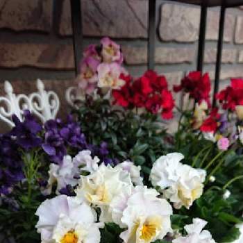 好きな花色の画像 by のりりんの森さん | パンジー　ポンゼヴェールCOCOとたまらんღと優しい色合い♡と癒やされますと私の好きな場所とパステルカラーのお花とめっちゃ可愛い❤️と花のある暮らしと軒下ロードと好きな花色と「パンジー&ビオラ」コンテスト