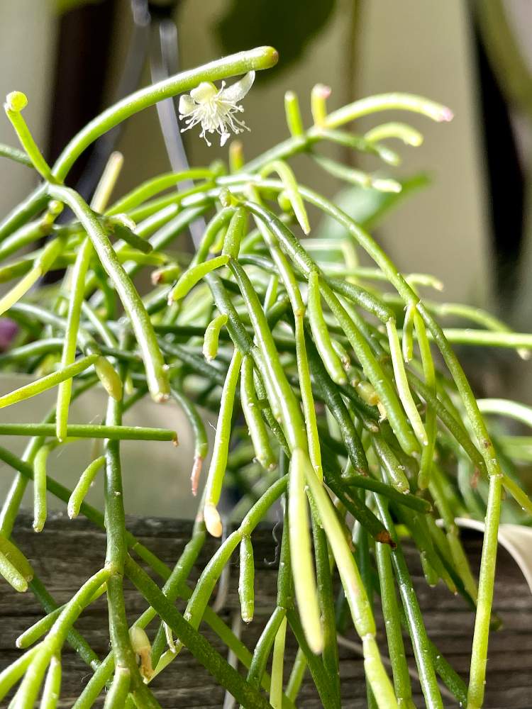 リプサリス カスッサの投稿画像 By Chia Nikuさん Chiaリプ カスッサと部屋とchiaリプ カスッサ 21月12月23日 Greensnap グリーンスナップ Greensnap グリーンスナップ