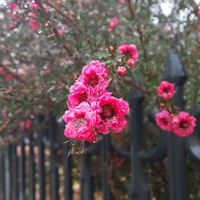 ギョリュウバイ,今日のお花,お出かけ先。,赤い花∞の画像