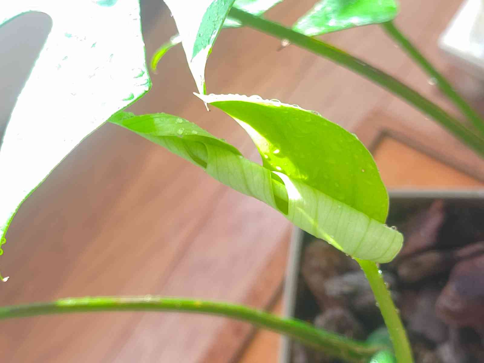 ヒメモンステラ 新芽ドリルの生長 📝 ('21/10/31～随時更新