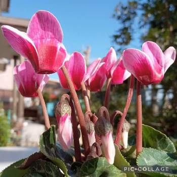 ガーデンシクラメン・ゴブレットの画像 by tokoさん | 小さな庭とガーデンシクラメン・ゴブレットとキュンキュン乙女倶楽部と出会いに感謝♡と大事に育てたいと花のある暮らしとうどん県人会と植物に癒されて