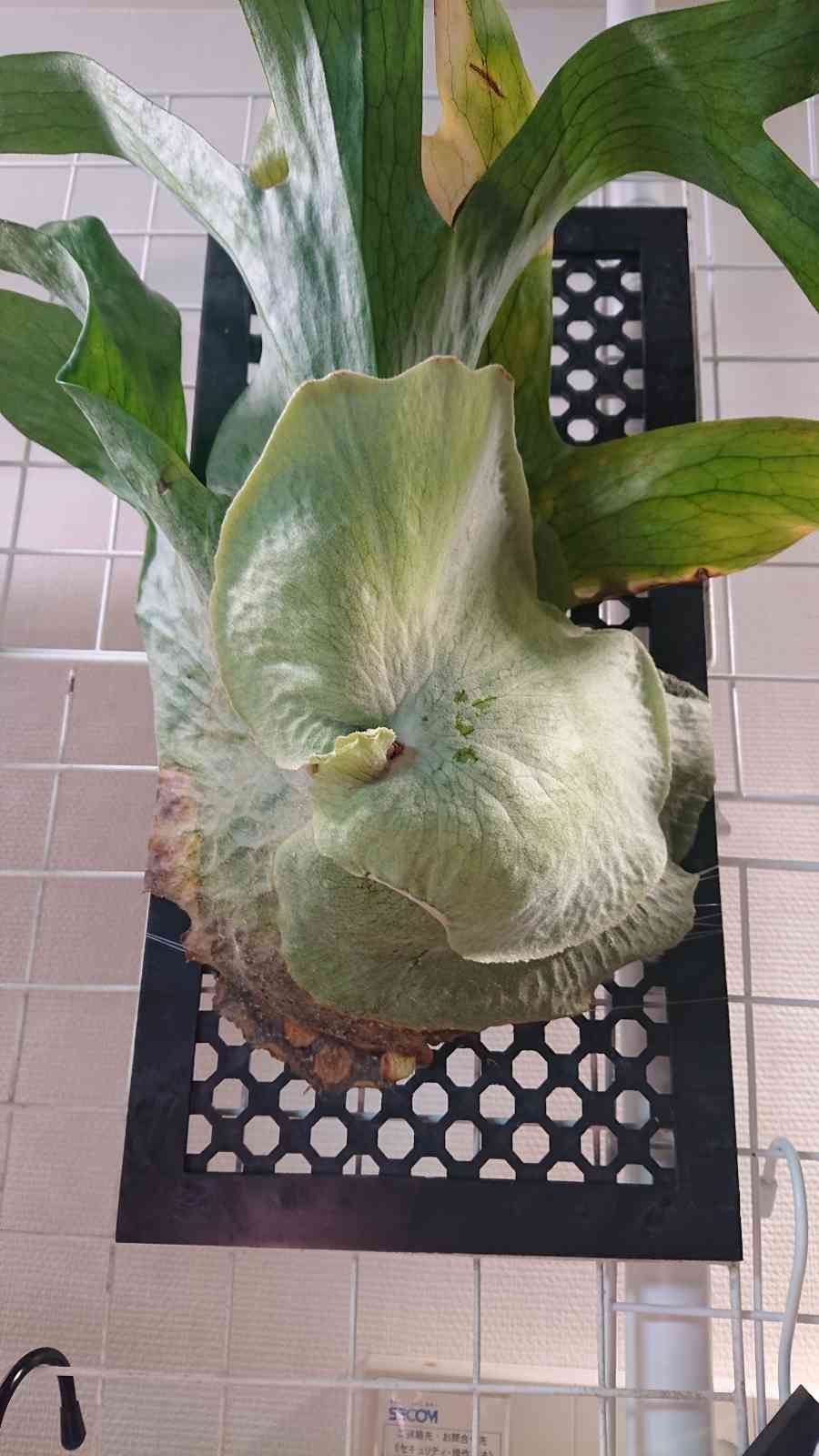 ビカクシダ メンテロシーの一覧｜🍀GreenSnap（グリーンスナップ）
