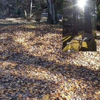 木漏れ日の投稿画像一覧 Greensnap グリーンスナップ