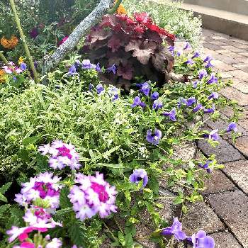 宿根バーベナの投稿画像一覧｜🍀GreenSnap（グリーンスナップ）