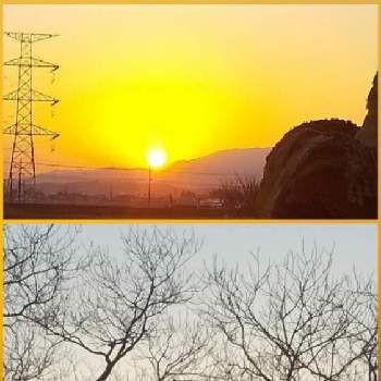 モミジバスズカケノキの画像 by hanahamaさん | モミジバスズカケノキと花のある生活と感謝と祈りと里山（花生活）と夕陽