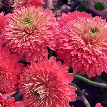 お花屋さんの店先での画像 by EMIさん | お出かけ先とお花屋さんの店先でとやさしいお花と素敵な色と花のある暮らしとお散歩と ガーベラとピンクのお花