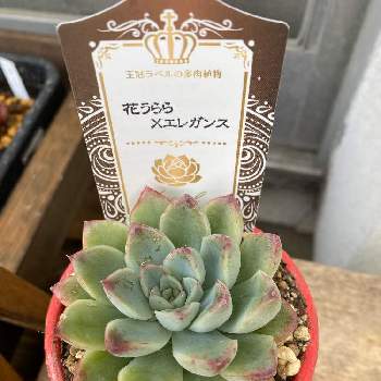 花うらら エレガンスの投稿画像一覧 Greensnap グリーンスナップ