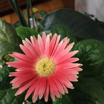 室内花の投稿画像一覧 Greensnap グリーンスナップ