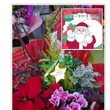 クリスマスの寄せ植えの画像 by 苺さん | お出かけ先とクリスマスの寄せ植え