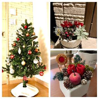 クリスマス寄せ植えの画像 by chonさん | クリスマスツリーとクリスマス月間とクリスマス寄せ植えと癒し…♡とクリスマスと寄植え