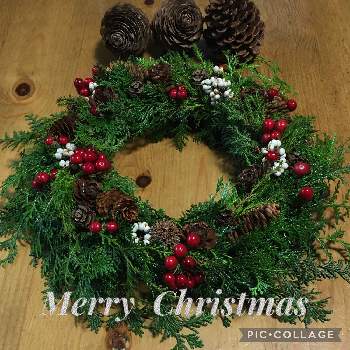 サルトリイバラ、の画像 by カモミールさん | ナンキンハゼ 実と木の実とヒノキ科とサルトリイバラ、とリースとシダーローズとクリスマス