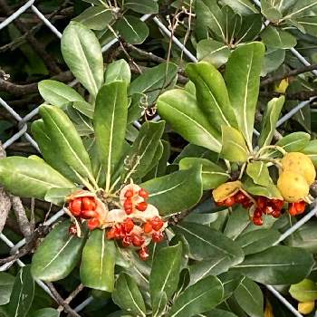 トベラの実の画像 by manabeさん | お出かけ先とトベラの実と赤い実が可愛いと道路沿いとトベラ科　常緑低木と弾ける実と塩害、公害に強い花