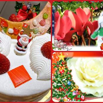クリスマスイブ♡の画像 by のりぴーさん | 小さな庭と葉牡丹とガーデンシクラメンとクリスマスイブ♡